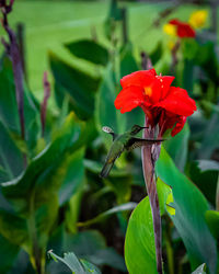 Close-up of red flowering plant