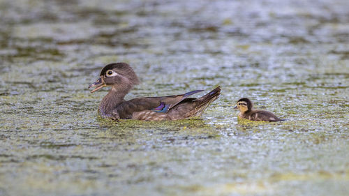 Duck swimming on pond