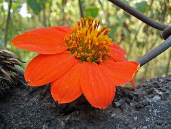 Close-up of orange flower