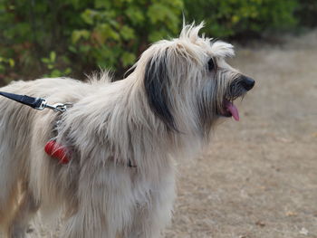 Close-up of a dog