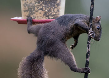 Stretched between the feeder and the pole