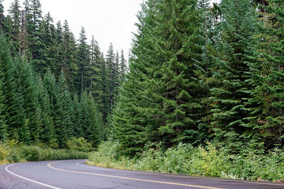 Pine trees by road in forest