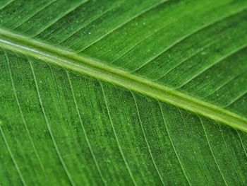 Full frame shot of green leaf