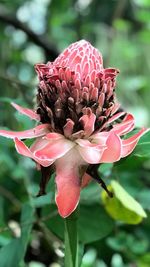 flowering plant