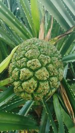 Close-up of fruit growing on tree