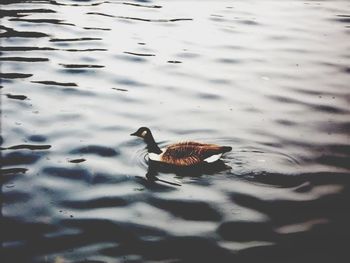 water