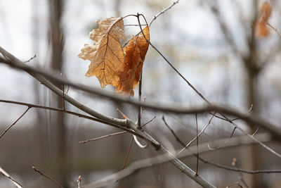 Close-up of dry maple leaves on tree