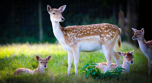 Portrait of deer