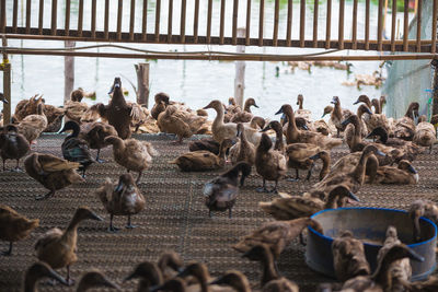 Flock of birds in the lake