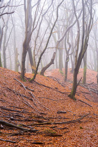 Trees in forest
