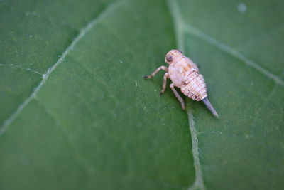 Close-up of insect on leaf