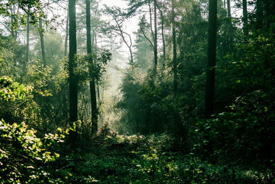 Trees in forest