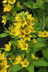 Close-up of yellow flowering plant