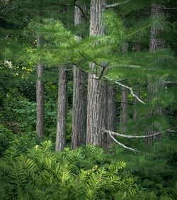 View of trees in forest