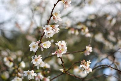 Close-up of white cherry blossoms in spring