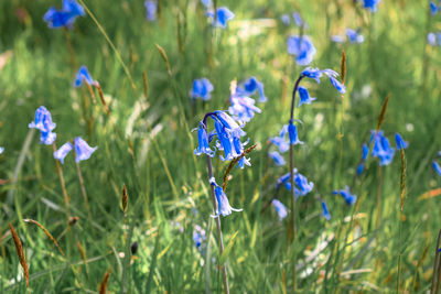 Close-up of purple crocus flowers on field