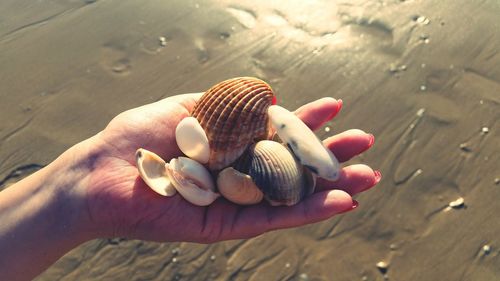 Cropped hand of woman holding various seashells at beach