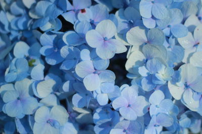 Full frame shot of blue flowering plant