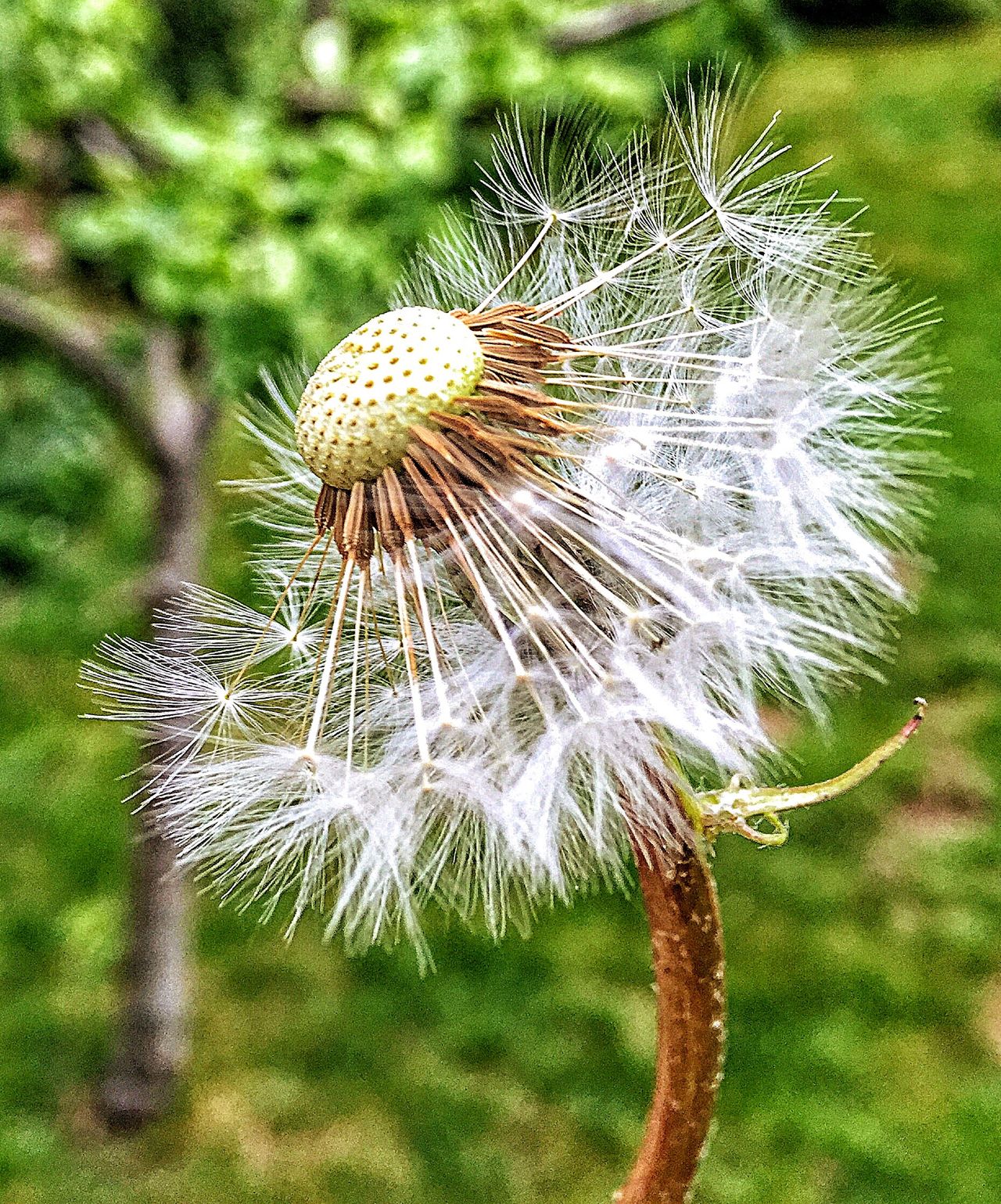 Flower dandelion