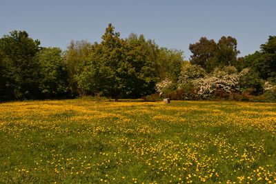 Scenic view of yellow flower trees on field against clear sky
