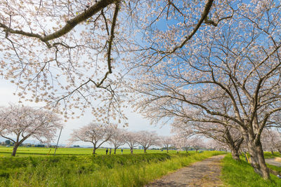 Cherry blossom trees along the river 
 kusaba river, chikuzen town, fukuoka prefecture