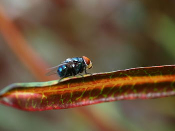 Close-up of fly on leaf