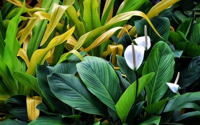 Close-up of yellow flowering plant