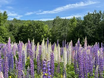 Purple flowering plants by trees on field against sky