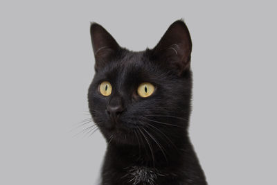 Close-up portrait of black cat against white background