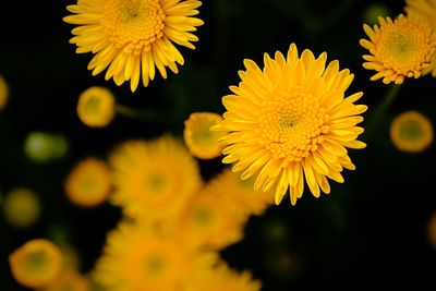 Close-up of yellow flowering plant