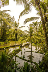 Scenic view of palm trees against sky