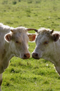 Cows in a field