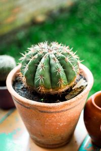 Close-up of succulent plant in pot