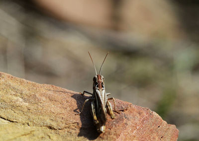 Close-up of insect on rock