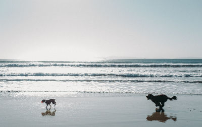Playful dogs running at beach