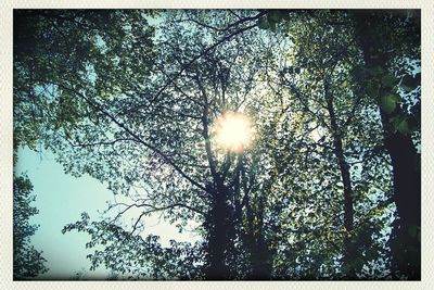 Low angle view of trees against sky