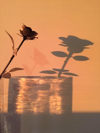 Plant growing on wall at sunset