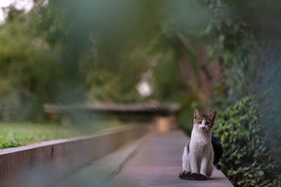 Portrait of cat sitting outdoors