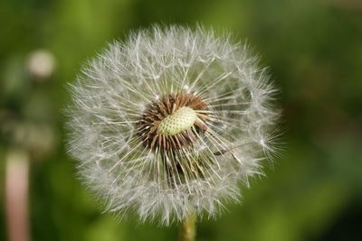 Close-up of dandelion against blurred background