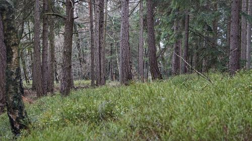 Trees growing in forest