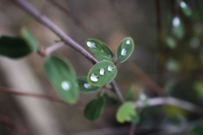 Close-up of raindrops on leaf