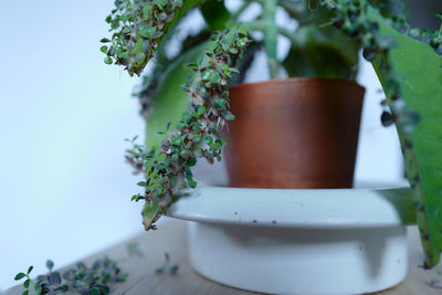 Close-up of potted plant on table