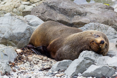 Sea lion relaxing on rock