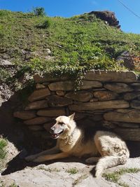 Dog on rock against sky