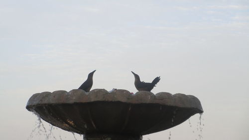 Birds perching on rock against sky