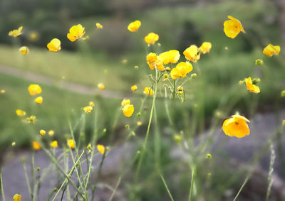 Close-up of yellow flowering plants on field