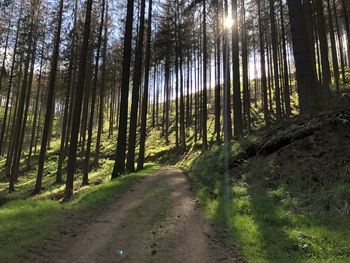 Dirt road amidst trees in forest