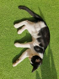 High angle view of cat on green grass