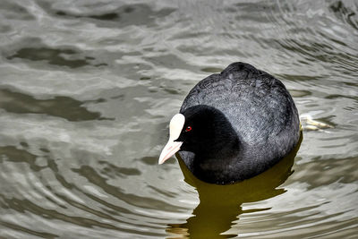 High angle view of black swan swimming in lake