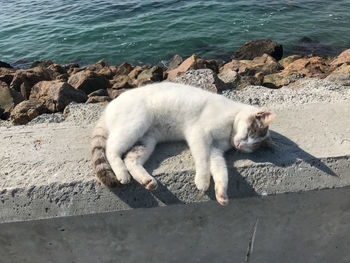 High angle view of a cat lying on shore